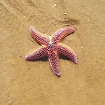 Les Pieds Dans L'eau